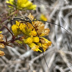 Perarthrus vittatus