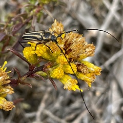 Perarthrus vittatus