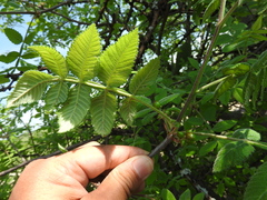 Bursera cuneata
