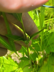 Epilobium strictum