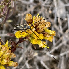 Perarthrus vittatus