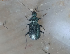 Loricera