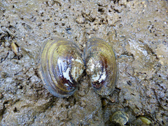 Atlanticoncha ochracea