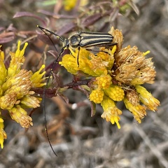 Perarthrus vittatus