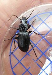 Pterostichus cristatus