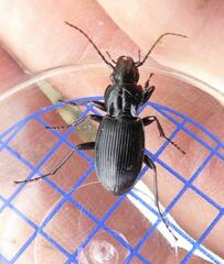 Pterostichus cristatus