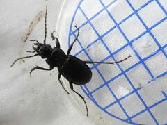 Pterostichus cristatus