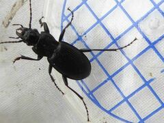 Pterostichus cristatus