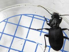 Pterostichus cristatus