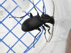 Pterostichus cristatus