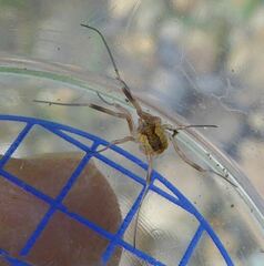 Lacinius ephippiatus