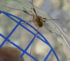 Lacinius ephippiatus
