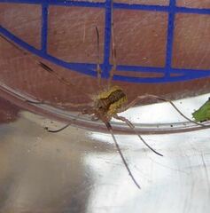 Lacinius ephippiatus