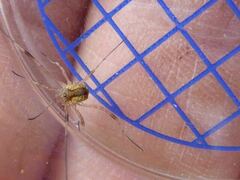 Lacinius ephippiatus
