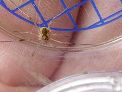 Lacinius ephippiatus