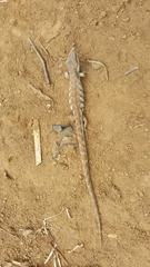 Abronia montecristoi