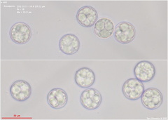 Pulvinula convexella