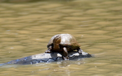 Kinosternon hirtipes murrayi