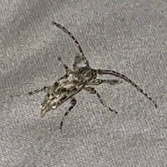 Aegomorphus modestus