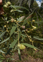 Acacia leptostachya