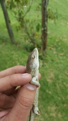 Abronia montecristoi