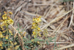 Pomaria jamesii