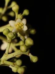 Nectandra cufodontisii