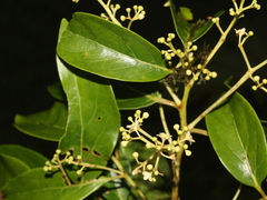 Nectandra cufodontisii image