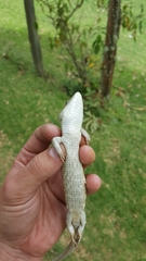 Abronia montecristoi