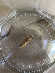 Centrodera