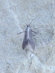 Schreckensteinia erythriella