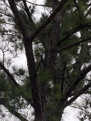 Buteo platypterus