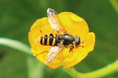 Sericomyia