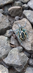 Exophthalmus nicaraguensis image