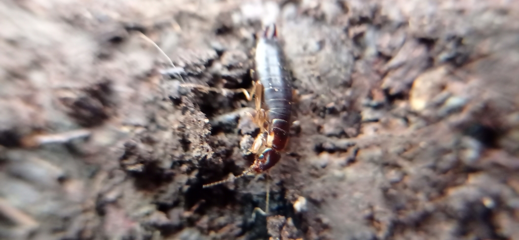Esphalmenus lativentris