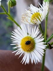 Anthrenus scrophulariae
