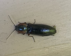 Acteniceromorphus vulneratus