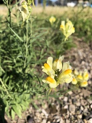 Linaria vulgaris