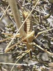 Arethaea brevicauda