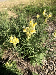 Linaria vulgaris
