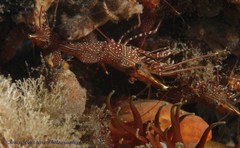 Rhynchocinetes serratus