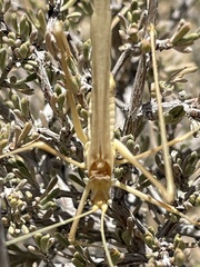 Arethaea brevicauda