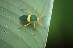 Paryphes