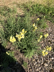 Linaria vulgaris