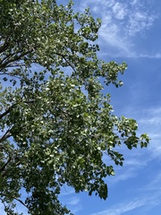 Populus deltoides