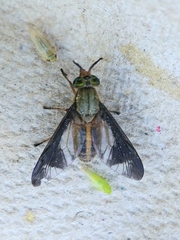 Chrysops macquarti