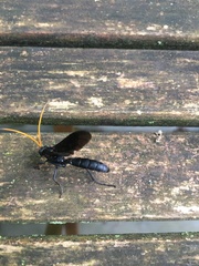 Gnamptopelta obsidianator