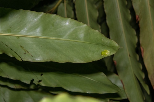 Northern Glassfrog