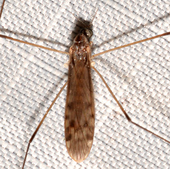 Limonia fidelis