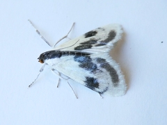 Cliniodes ostreonalis